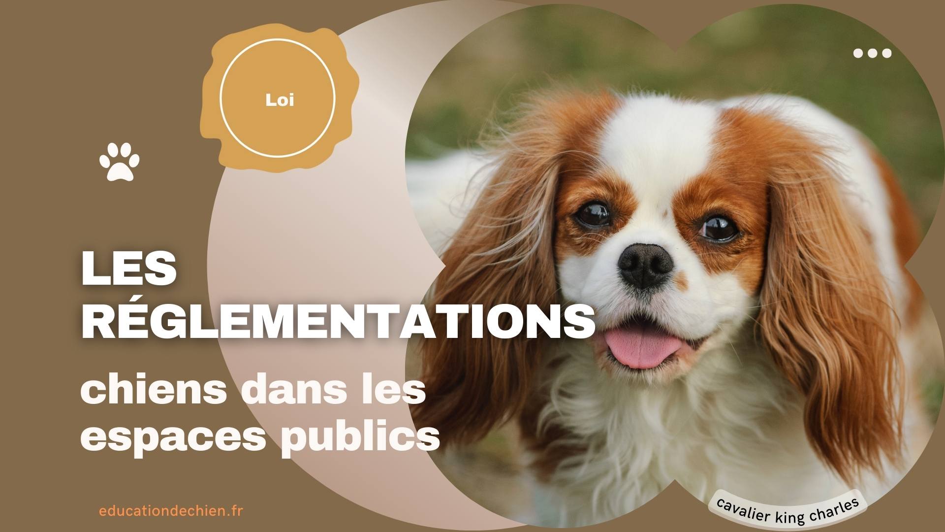 cavalier king charles