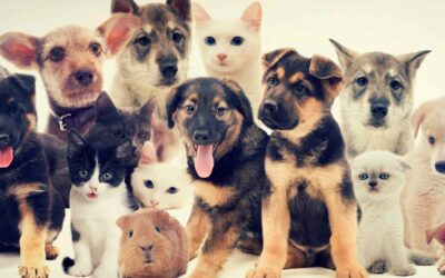 Assurance pour animaux exotiques : ce que vous devez savoir.