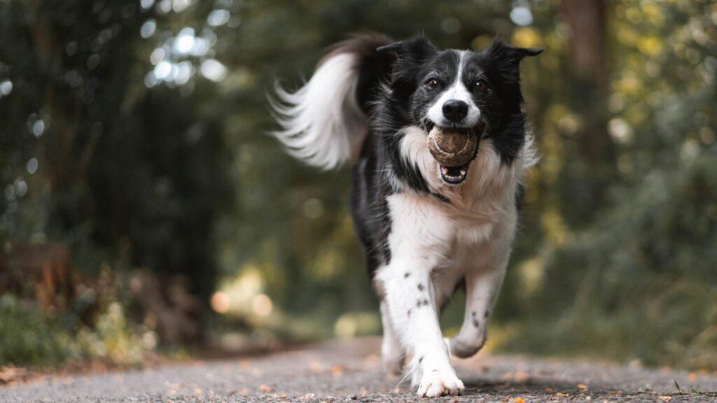 Chien qui joue à la balle