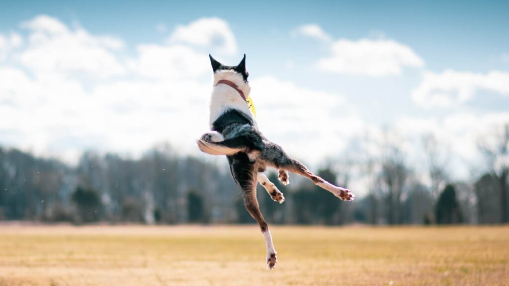 Chien qui joue et qui saute