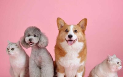 L’importance de la franchise dans une assurance pour animaux de compagnie.