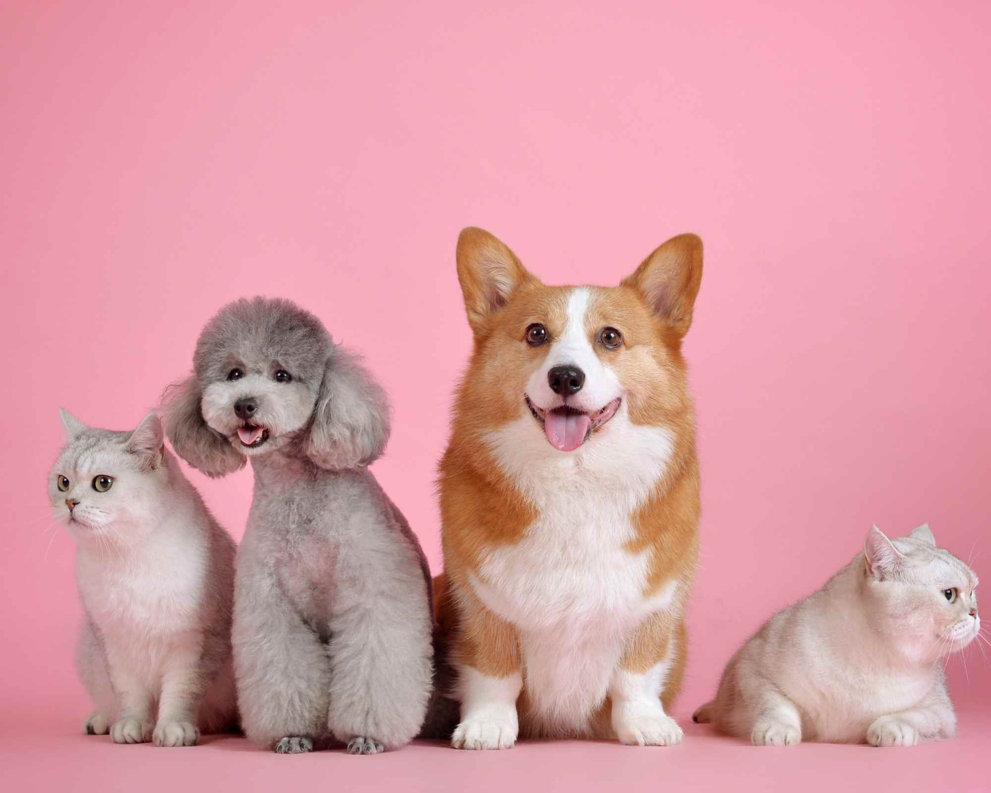 animaux de compagnie