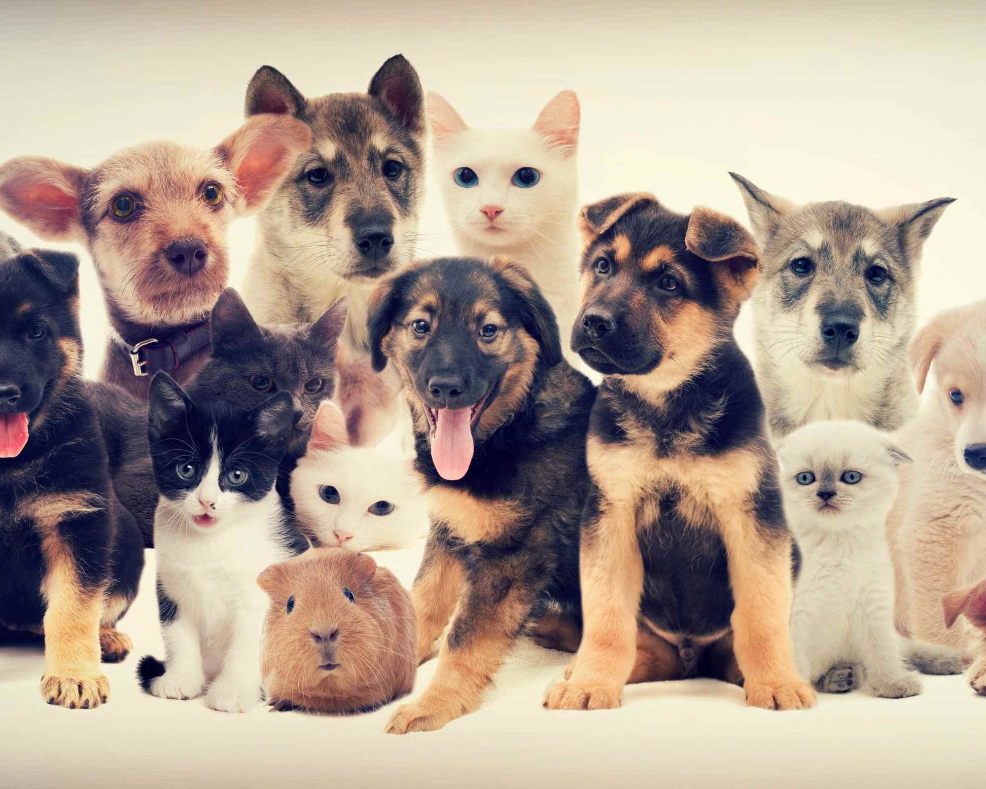 l'assurance pour animaux de compagnie.